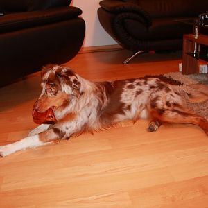 schweineohr am futtern