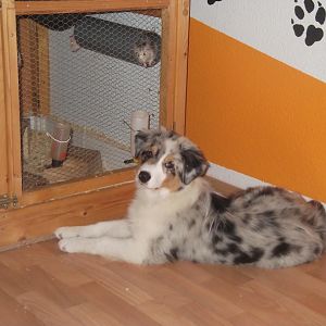 ...sie wollen einfach nicht spielen...