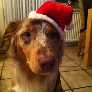Weihnachtshund