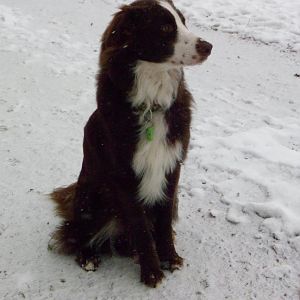 Monty-Winter-Wonder-Land