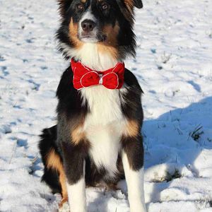 Fotosession im Schnee