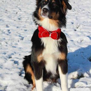 Fotosession im Schnee