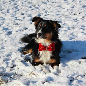 Fotosession im Schnee