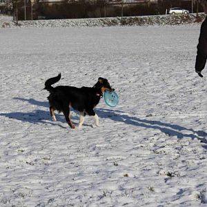 Frisbee spielen im Schnee