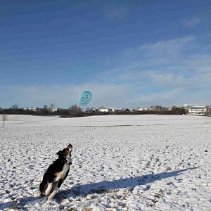 Frisbee spielen im Schnee