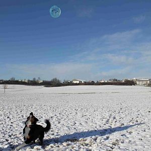 Frisbee spielen im Schnee