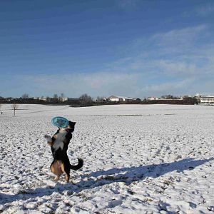 Frisbee spielen im Schnee