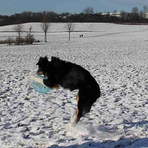 Frisbee spielen im Schnee