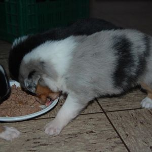 die erste feste Nahrung