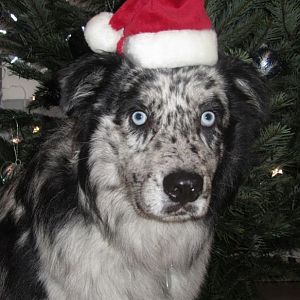 Weihnachtsmützenelmo