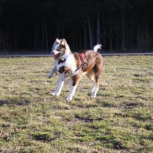 acht Pfoten in der Luft...hehe