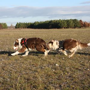 Geschwindigkeitsrausch