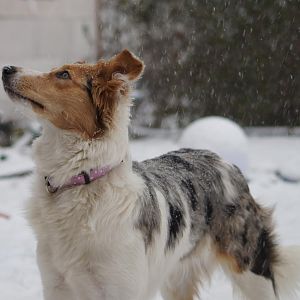 Lilli 3