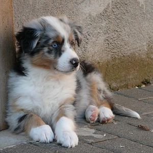 Soooo süß :) mit 8 Wochen kurz vorm Umzug ins neue Zuhause