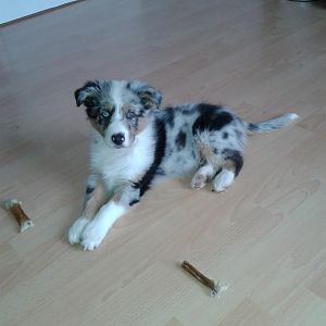 Cooper mit ca 12-13 Wochen