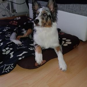 Cooper (5 Monate)