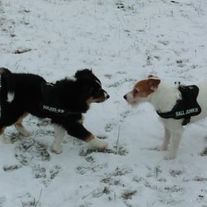 Zelda mit 11 Wochen und Redgy (Parson Russel Terrier 5 Jahre)