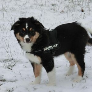 Zelda <3 mit 11 Wochen