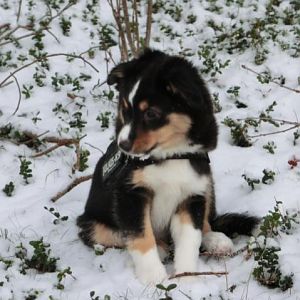 Zelda <3 mit 11 Wochen