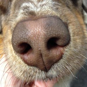 Nase1