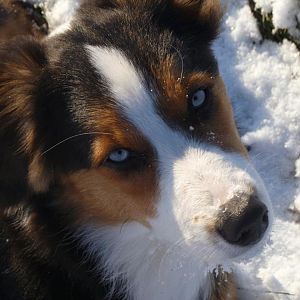 Luna mal wieder im Schnee