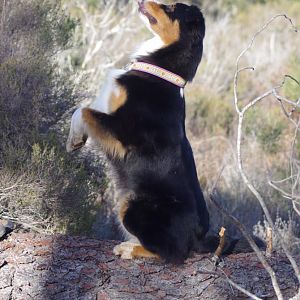 Männchen auf dem Baumstamm klappt und frech kann man nebenbei auch noch sein ;)