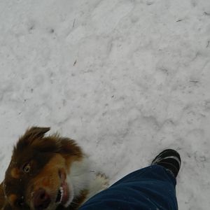 Bei fuß, aufmerksamer blick zu mir!