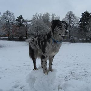 Schneekugelaussie