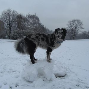 Schneenasenaussie