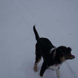 Schneeflocken fangen