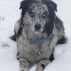 Lieblingshalsbandleinenbild