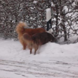 Ronja und Doolyn der Elo meiner Mutter