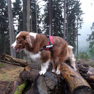 Ihre lieblings Beschäftigung im Wald. Klettern !!!