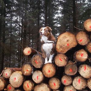 Ronja beim  Klettern