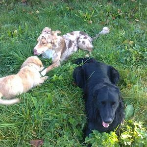 Kaya mit Djego (Aussie-Goldie-Mix) und Sammy (Goldie)