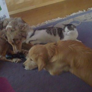 Kaya mit Sammy und Katze Chibi