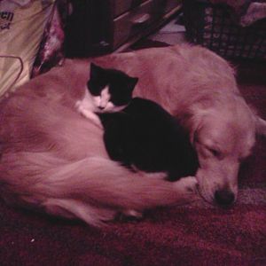 Hund und Katz...so kann es aussehen :)