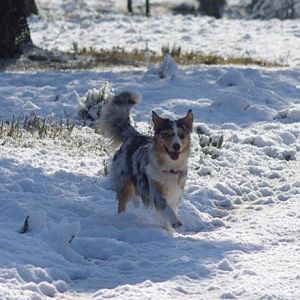 Amy, Frauchen ich komme ;)