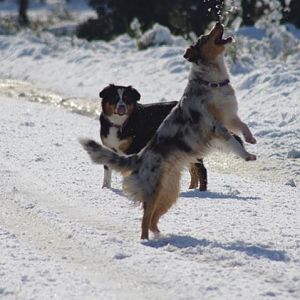 Emma und Amy, mhhh lecker Schnee