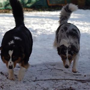 Emma und Amy, untersuchen den Schnee auf dem Boden