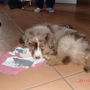 Balu am 2. Tag bei uns. :D