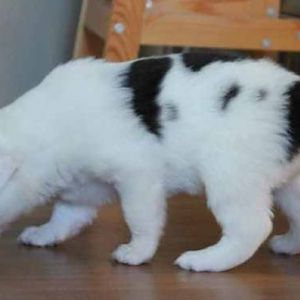 Nova mit knapp 4 Wochen