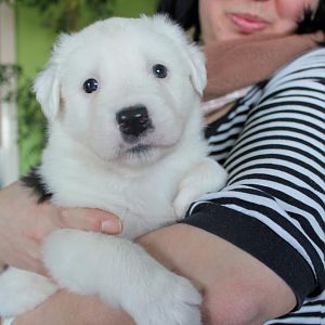 Fräulein Eisbär 4 1/2 Wochen jung