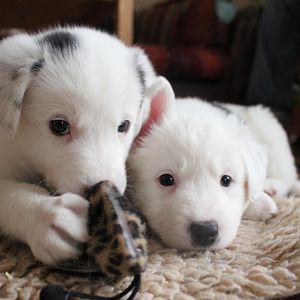 nova mit ihrem "großen bruder" anton