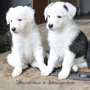 brüderlein & schwesterlein :)
nova (links) mit ihrem bruder anton