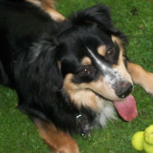 Hachiko im November 11