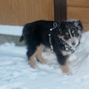 21.12.10 im Schnee, da hatten wir ihn erst ein paar Tage, 2 Monate alt