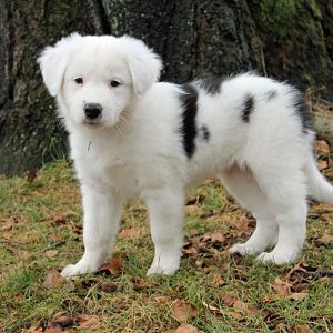 aktuell mit 7 wochen. sie wird immer puscheliger