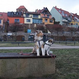 das ist flame mit ihr besten freund buddy