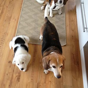 ein teil meiner meute .9